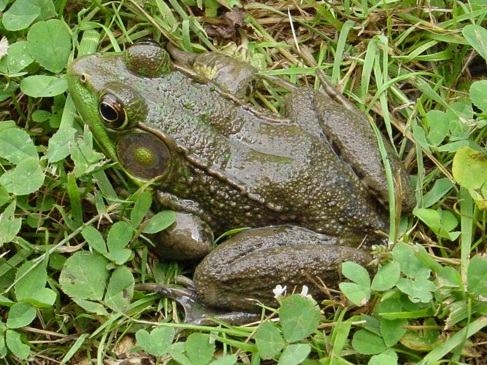 Name:  Big Frog.JPG
Views: 351
Size:  875.0 KB